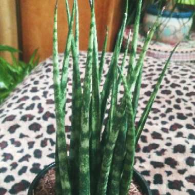 Sansevieria