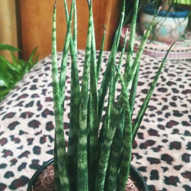 Plant image Sansevieria