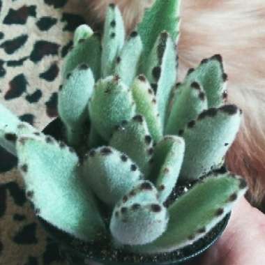 Kalanchoe tomentosa