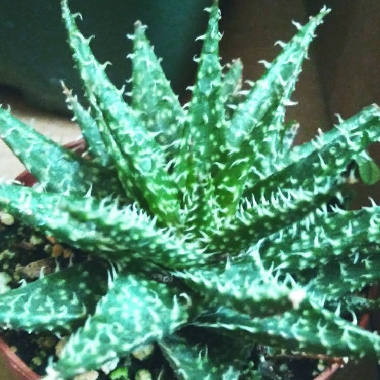 Plant image Aloe descoingsii x haworthioides 'Pepe'