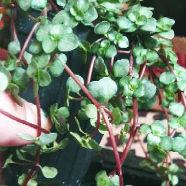 Pilea Glauca