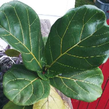 Ficus lyrata