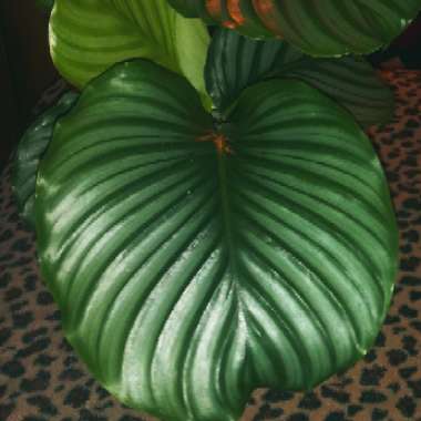 Calathea Orbifolia