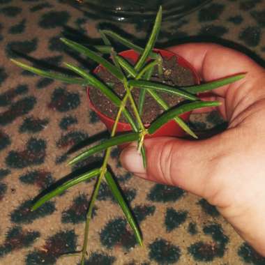 Hoya Linearis