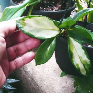 Hoya carnosa 'Krimson Princess' syn. Hoya carnosa 'Rubra'