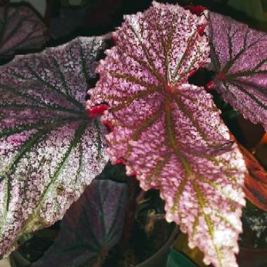 Begonia 'Little Miss Mummey'