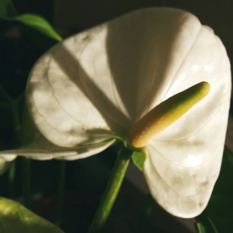 Plant image Anthurium (Andraenum Group) 'Anthcapbuk' syn. Anthurium 'Sierra White'