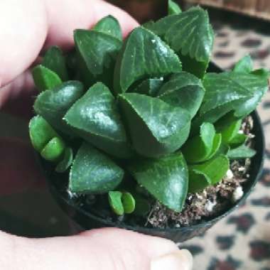 Haworthia retusa