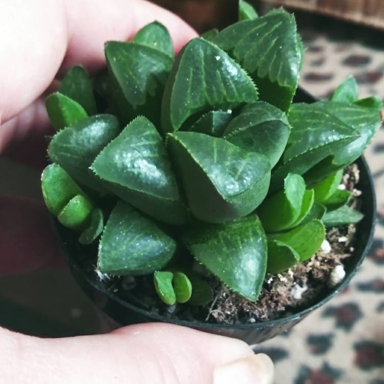 Plant image Haworthia retusa