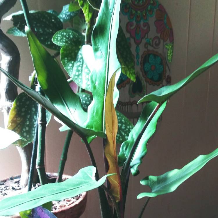 Plant image Alocasia lauterbachiana