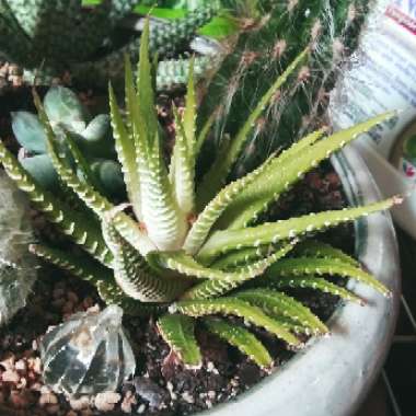 Haworthia fasciata var. variegata