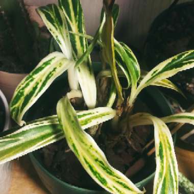 Aglaonema