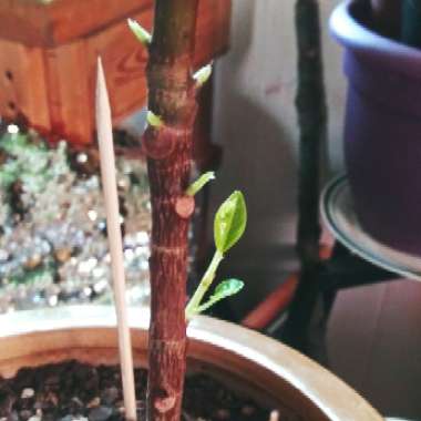 Ficus altissima 'Variegata'