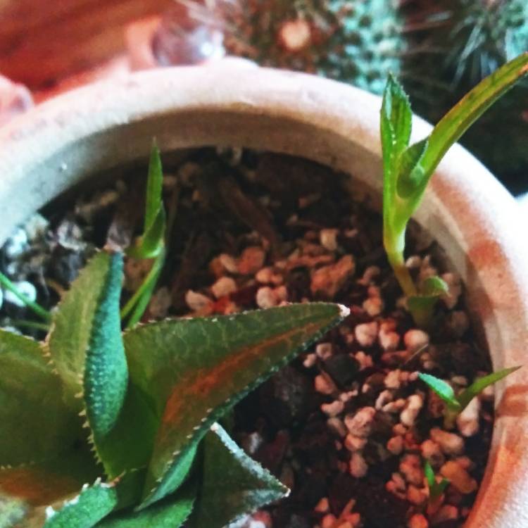 Plant image Haworthia Venosa ssp. Tessllata