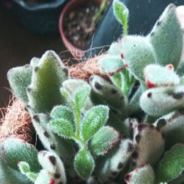 Kalanchoe tomentosa