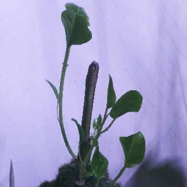 Ficus altissima 'Variegata'