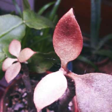 Kalanchoe orgyalis