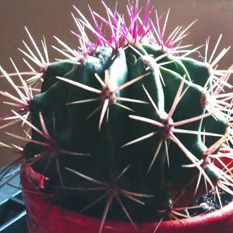 Plant image Ferocactus latispinus