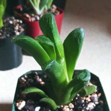 Haworthia truncata var. truncata