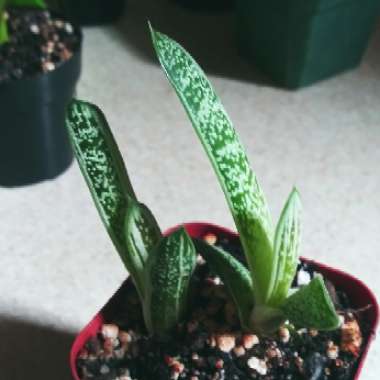 Gasteria 'Little Warty'