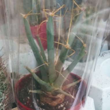 Leuchtenbergia Principis