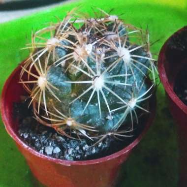 Coryphantha elephantidens