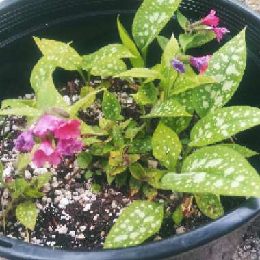 Pulmonaria