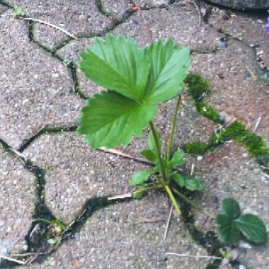 Fragaria x ananassa