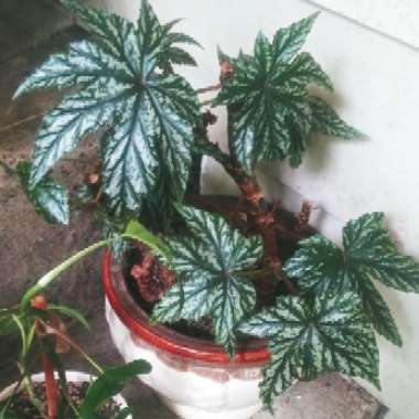 Begonia 'Gryphon'