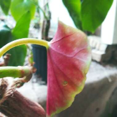 Begonia coccinea