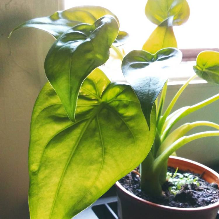 Plant image Alocasia cucullata