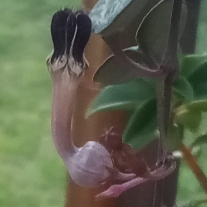 Ceropegia linearis subsp. Woodii