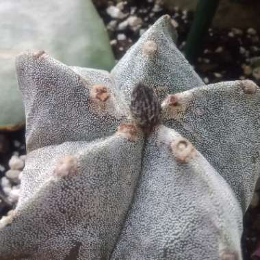 Astrophytum myriostigma