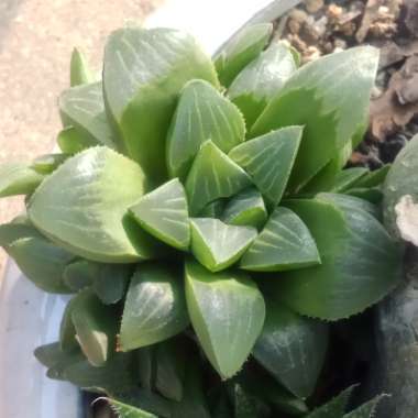 Haworthia