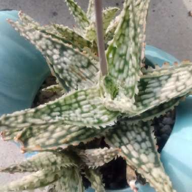 Aloe