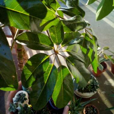 Schefflera Actinophylla 'Amate'