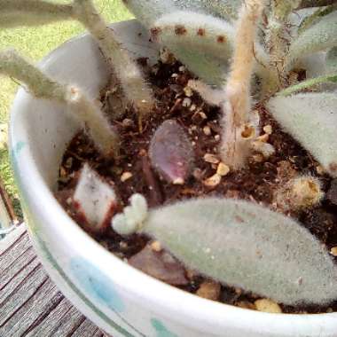 Kalanchoe tomentosa