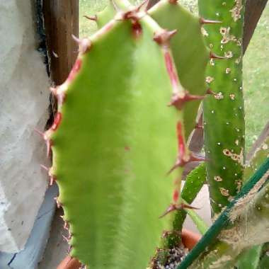 Euphorbia trigona rubra