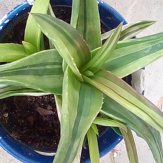 Plant image Gasteraloe Green Gold