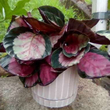 Calathea Roseopicta 'Rosy'