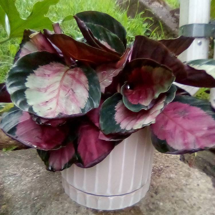 Plant image Calathea Roseopicta 'Rosy'