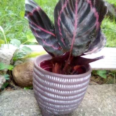 Calathea roseopicta 'Dottie'