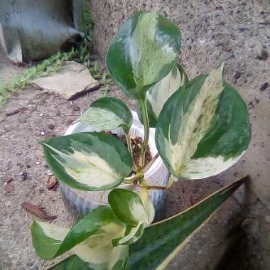 Epipremnum aureum 'Manjula' syn. Epipremnum aureum 'Happy Leaf'