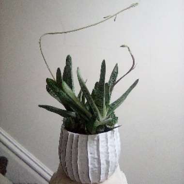 Gasteria