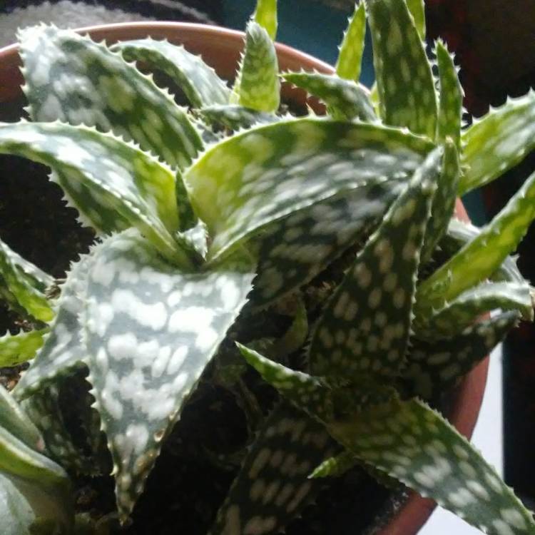 Plant image Aloe 'Blizzard'