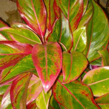 Aglaonema 'Siam'