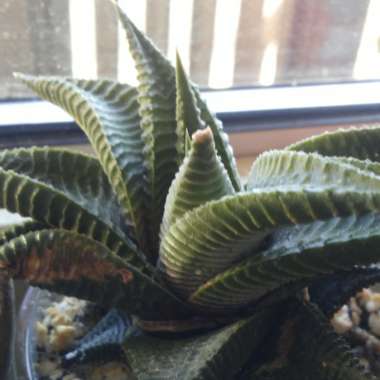 Haworthiopsis limifolia syn. Haworthia limifolia