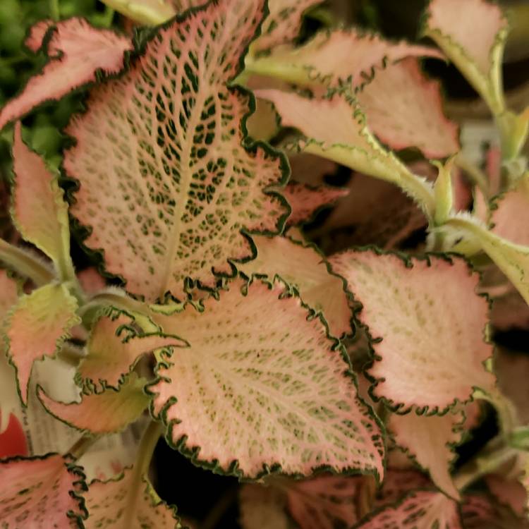 Plant image Fittonia Albivenis  'Frankie'