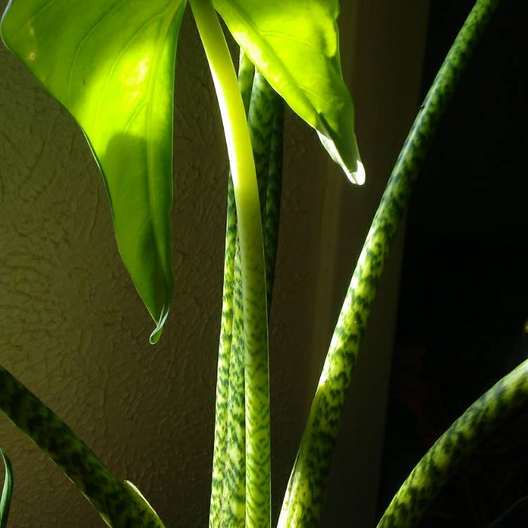 Plant image Alocasia zebrina 'Reticulata'