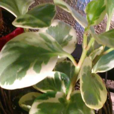 Peperomia obtusifolia (Magnoliifolia Group) 'Golden Gate' syn. Peperomia obtusifolia 'Golden Gate'